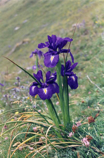 Iris latifolia photo
